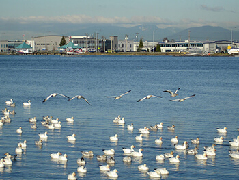 airport bird strikes